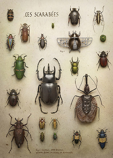 摄影师Peter Lippmann为卡地亚拍摄的一组博物风珠宝大片，里面有蝴蝶、海底奇珍、神秘甲虫、优雅兰花……混杂在动植物标本中的珠宝们似乎退去了骄人的光芒，变的亲切生动起来。