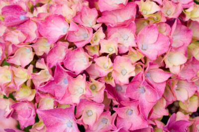 绣球花 品种： 多摩会长的回忆 Hydrangea macrophylla 'Souvenir de President Doumer'