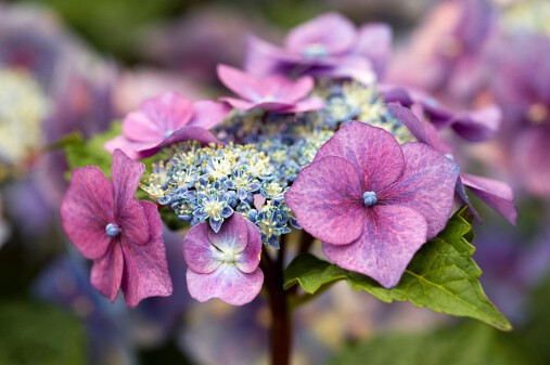 山绣球 品种： Hydrangea macrophylla var. normalis