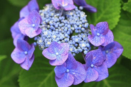 山绣球 Hydrangea macrophylla var. normalis