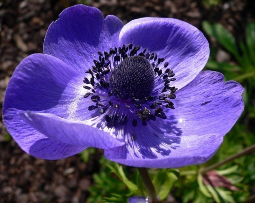 欧洲银莲花anemonecoronaria
