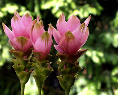 Curcuma alismatifolia。姜荷花。