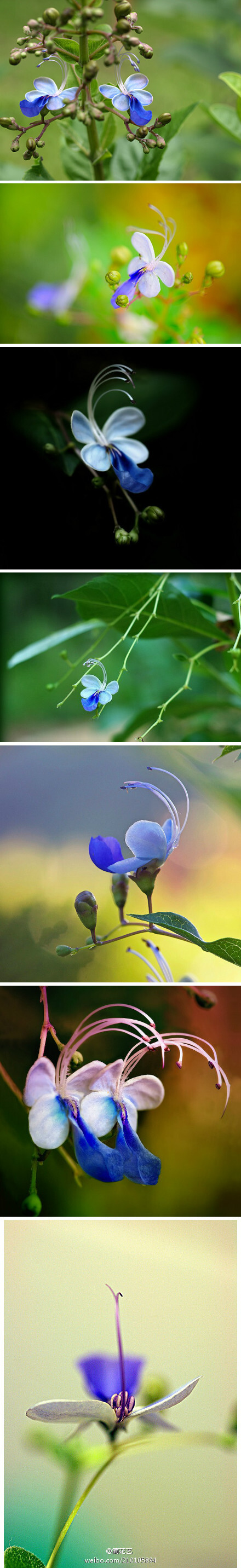 这是小简觉得有史以来最像蝴蝶的花！蓝蝴蝶（Clerodendrum ugandense），马鞭草科、赪桐属小型常绿灌木，原产于非洲乌干达，所以也叫乌干达赪桐。盛开时似蝴蝶翩翩起舞，难以置信的灵动之美啊~