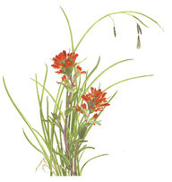 indian paintbrush 火焰草