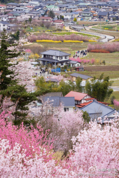 青岛樱花小镇