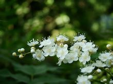 喷雪花，蔷薇科，珍珠梅属！落叶灌木，高达1.5米。丛生分枝，枝纤细面开展，呈拱状弯曲，小枝具角棱。单叶互生，叶披针形，先端渐尖，边缘有钝锯齿，两面无毛，叶柄短或近无柄。3～4月花、叶同放，花白色，小而密集，花梗细长，3～5朵成伞形花序。因其开花时花朵密集，一片雪白，故得此名。又因其叶形似柳叶，花白如雪，又称“雪柳”。