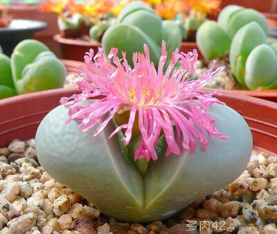 金铃，景天学名: Argyroderma roseum 来源：http://www.duorou42.com