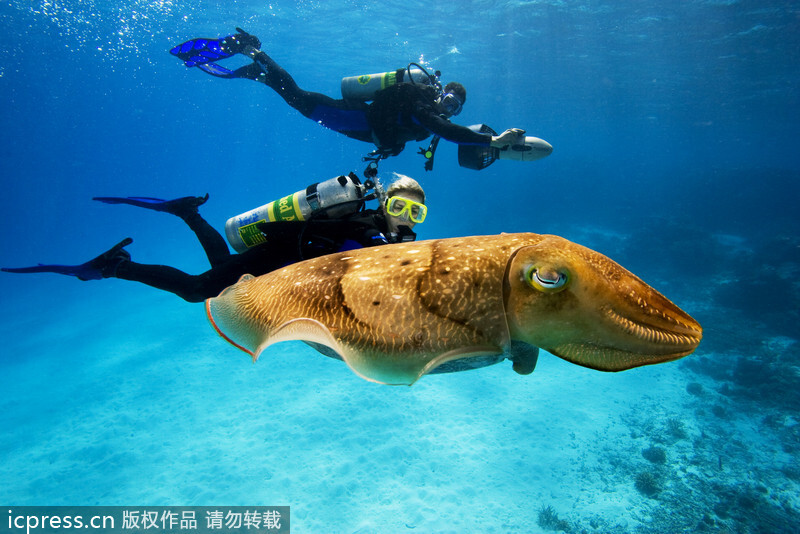 帛琉岛位于加罗林群岛最西端，介于菲律宾和关岛之间，