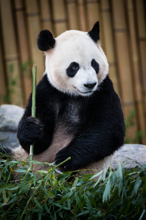 Photograph Bamboo Feast by Justin Lo on