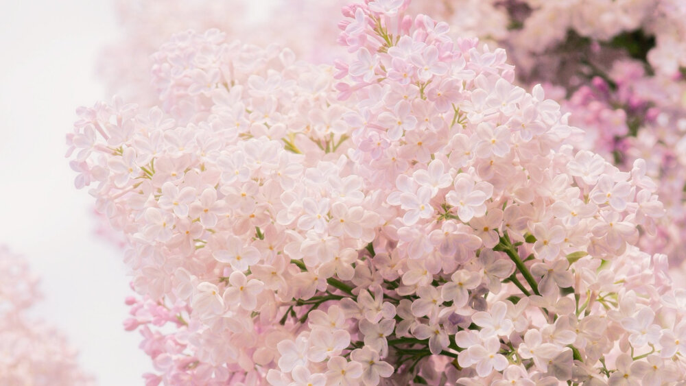 【冰の电脑壁纸】丁香