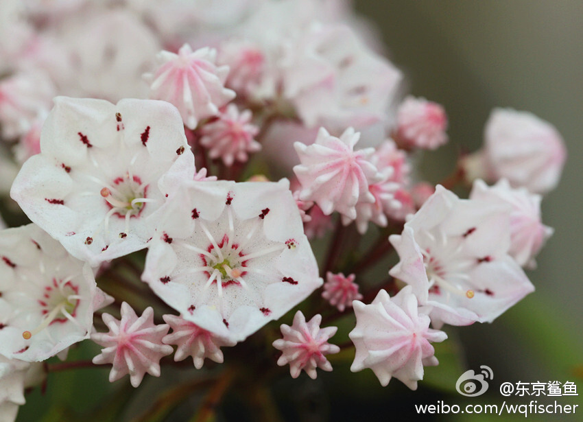 山月桂Kalmia latifolia