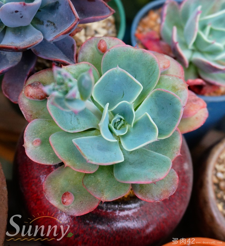 中文名：雨滴 英文名：Echeveria 'Raindrops' 韩文名： 拍摄时间：13年5月8日 特征是叶面上只有一颗瘤状突起物，不知道算不算是带疣的