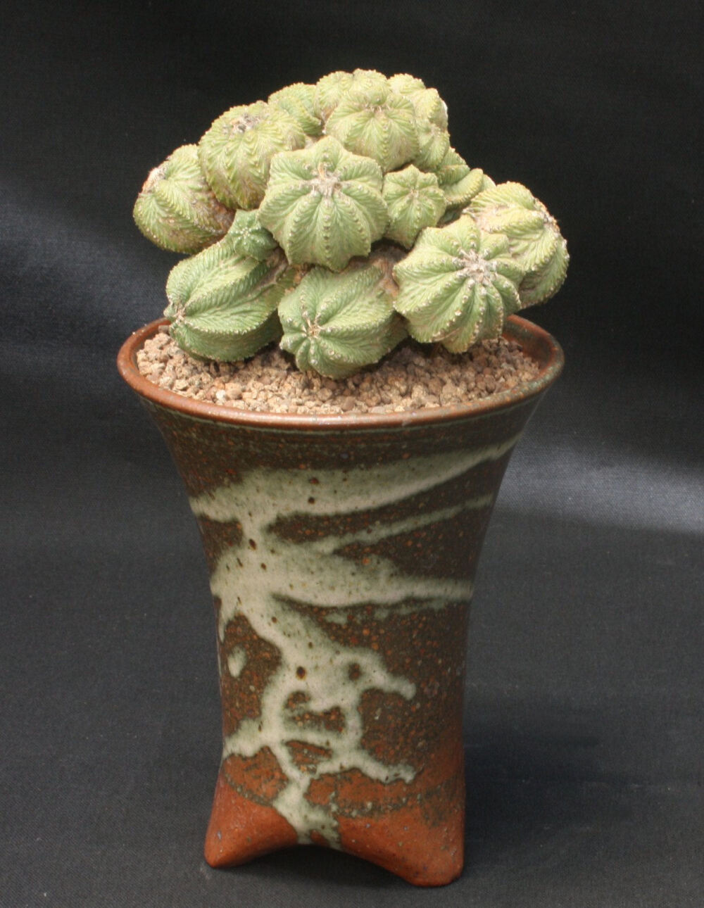 Aztekium ritteri