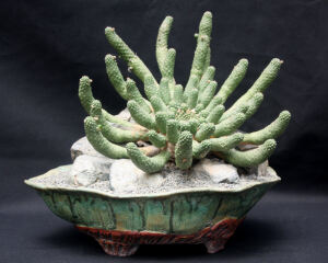 Euphorbia esculenta