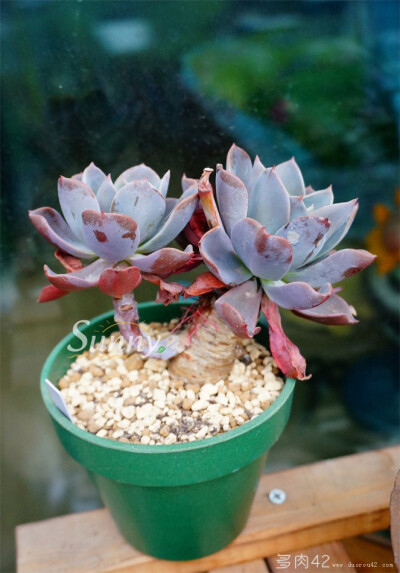 紫公主 Echeveria cv. Perle von Nurnberg 来自多肉42：www.duorou42.com