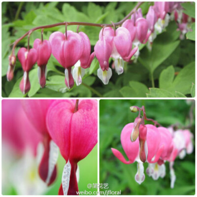 荷包牡丹（Dicentra spectabilis）原产中国，西伯利亚及日本。鸡心状，颇似荷包形。因叶似牡丹叶，花类荷包，故名“荷包牡丹”。它入药后能*跌打肿痛，而且传说荷包牡丹可以称得上中国的玫瑰花，如果拿这个送给情人…