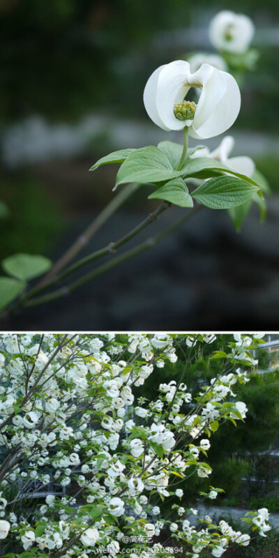 墨西哥四照花（Cornus florida subsp. urbiniana），異名Cornus urbiniana。原產於墨西哥東部。