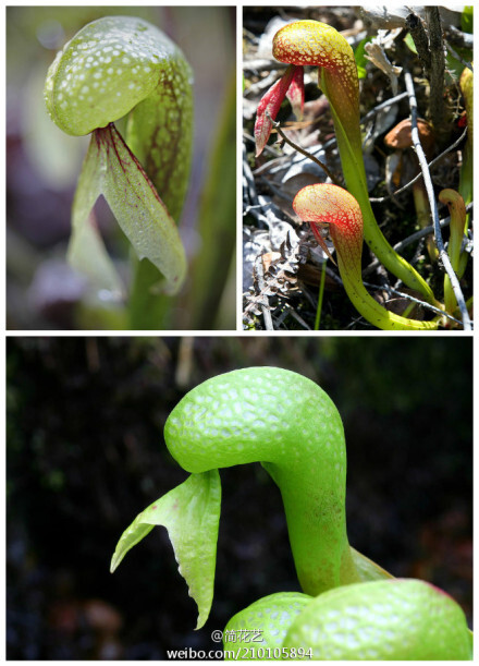 眼镜蛇瓶子草（Darlingtonia californica）主要分布在美国加利福尼亚州北部与奥勒冈州。 它是非常知名的食虫植物品种，因酷似眼镜蛇而得名.