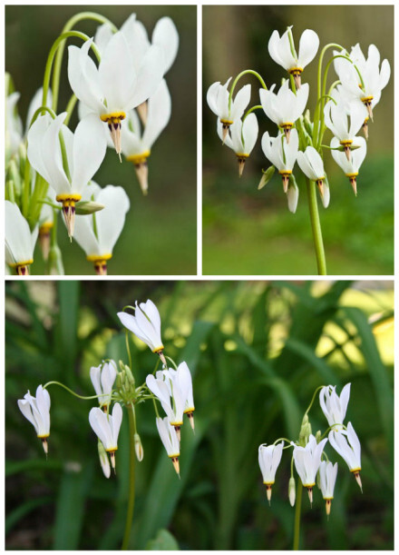 流星花(Dodecatheon meadia)报春花科的多年生草本植物。就像一颗颗坠落的流星般动感。