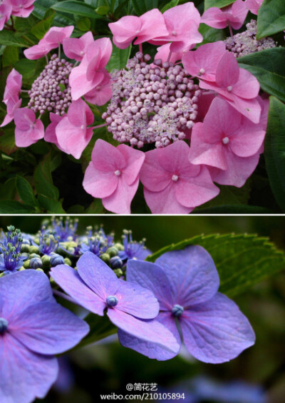 泽八绣球，也叫泽八仙（Hydrangea serrata f. acuminata）变型原产日本及朝鲜，植物志认为我国未发现本变型。杭州植物园定名为泽八仙，为存疑种。