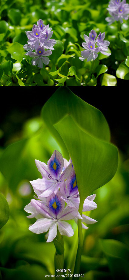 大家应该常在池沼里见到水葫芦（水浮莲）吧，但它开的花你见过么？竟能如此美！它又叫凤眼莲（Eichhornia crassipes）花瓣中心生有明显的鲜黄色斑点，形如凤眼，也像孔雀羽翎尾端的花点，非常耀眼！水葫芦有净化水质的功能，但过度繁殖也容易造成生态失衡呢。