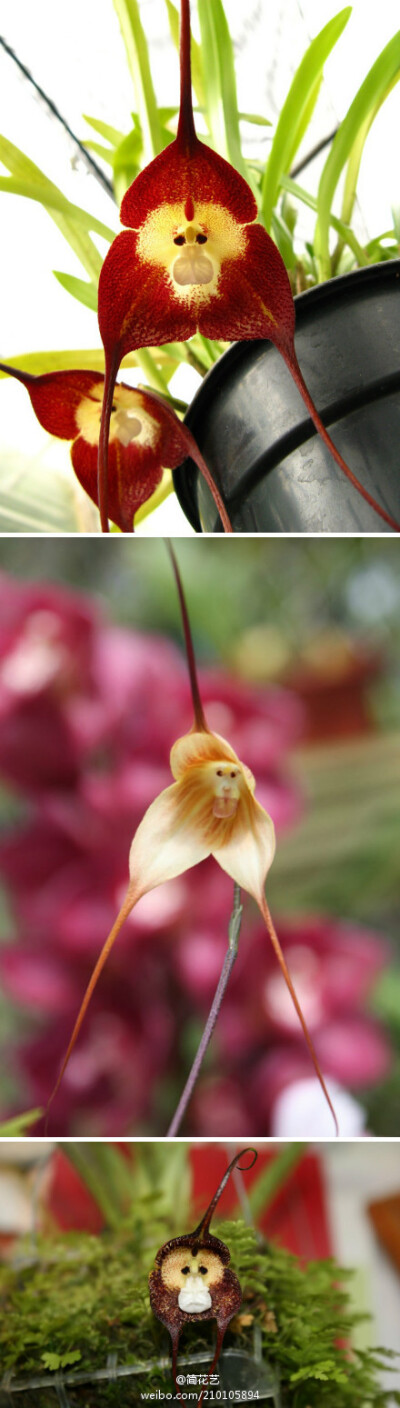 猴面小龙兰(Dracula simia)绝大多数分布在厄瓜多尔。花朵开放时所散发出的气味据说闻起来像橘子。1978年，植物学家“卡尔鲁尔”对这种兰花进行命名。Dracula为小龙，代表它的两根长刺和两个长萼片。Simia就是猴子的…