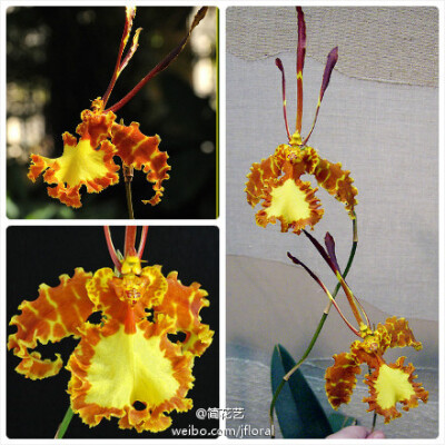 魔鬼文心兰（Psychopsis papilio (Lindl.) H.G.Jones），又名蝴蝶文心兰，其叶形如兔耳，叶背有紫红色斑点；花单生于花序顶端，外形似蝴蝶，花瓣如触须，侧萼片像翅膀，使人赏心悦目。全属仅5种，原产中南美洲。