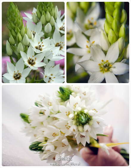 虎眼万年青（Ornithogalum thyrsoides）又叫海葱、鸟乳花，大眼雀梅等。原产南非的多年生草本植物。还有橙色和橙色和重瓣品种，是布置自然式园林和岩石园和优良材料，也适用于切花和盆栽观赏。经过科学研究，虎眼万年青入药后具有消炎，甚至抗癌的功效！