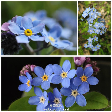 “勿忘我”。紫草科、勿忘草属的Myosotis sylvatica，又称勿忘草。原产于欧亚大陆，一般生长于海拔200米至4,200米的山地林缘、山坡、林下以及山谷草地。不能制切花，盆栽也不多见，多为野生。