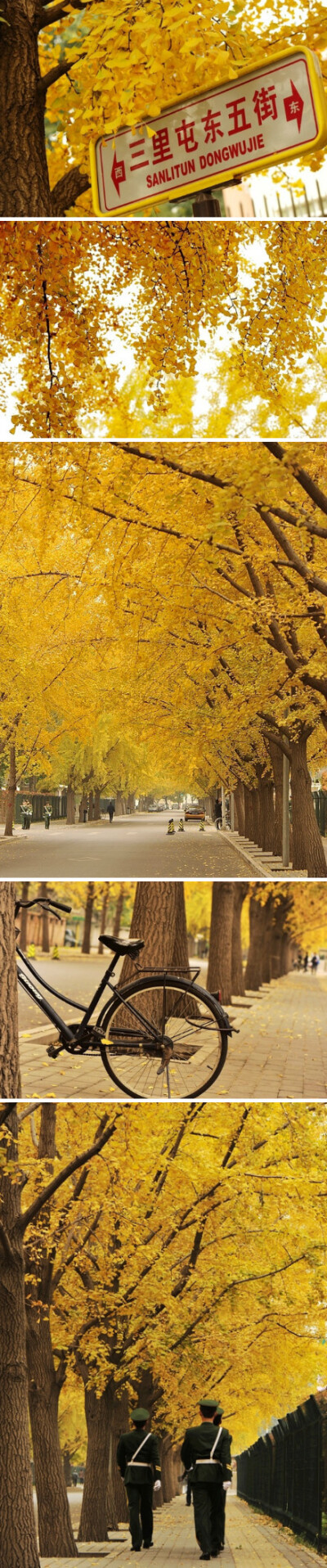 满城黄金甲，北京三里屯的金秋黄叶。