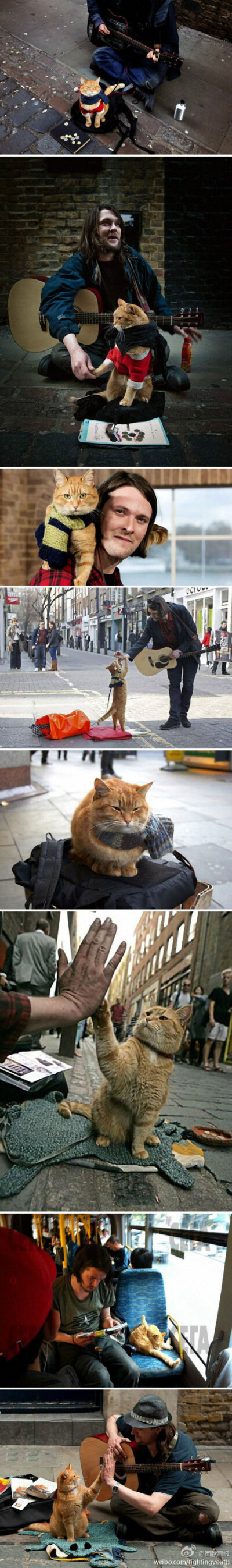 A street cat named Bob