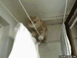 猫生就像走晾衣绳，带着那么一份执着，一颗勇敢的心，和对梦想的渴望。