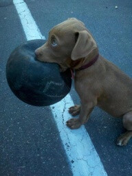 baby animals | puppy | "could we go and play now?"