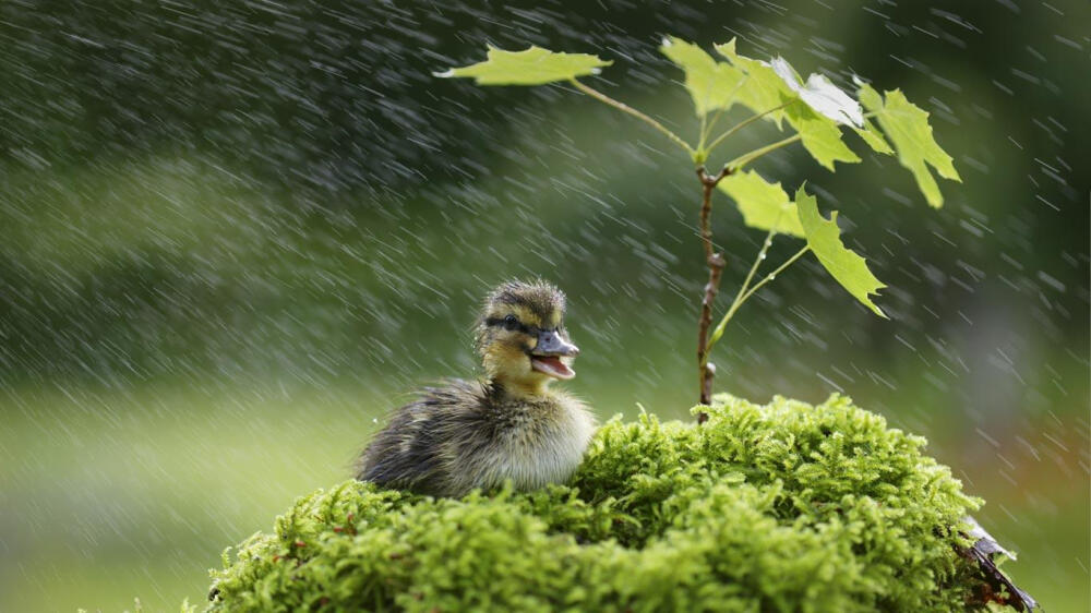 细雨中的小鸭