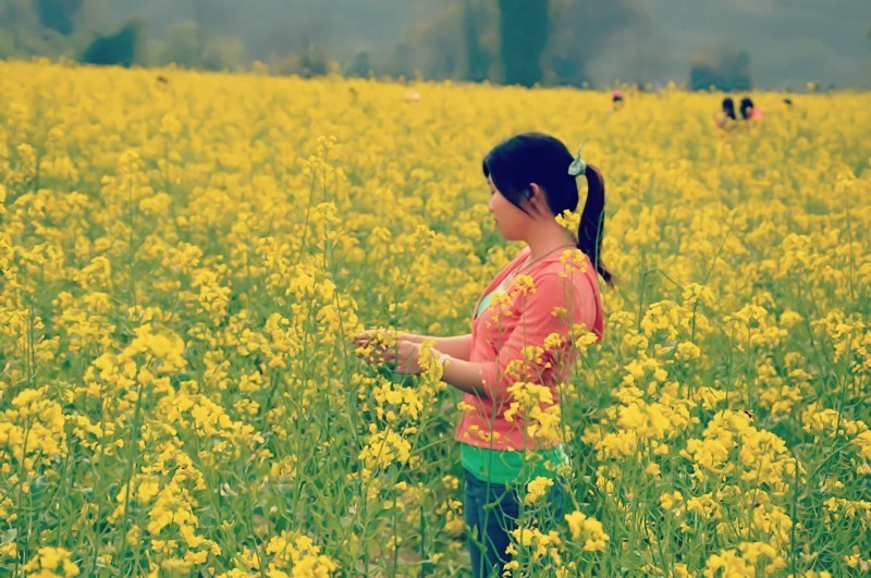 3月阳朔遇龙河上的油菜花，美不可挡http://www.guilinly8.com