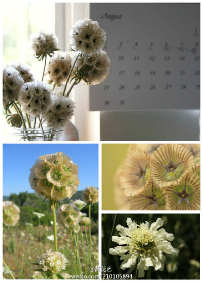 神奇的轮峰菊（Scabiosa stellata L.）也叫松虫草，原种产于欧洲南部。开花时能散发出类似麝香的芳香气味。花谢后结出球形的瘦果，如同一个个小蜂巢，十分可爱，还可以很容易地制作成干花呢。