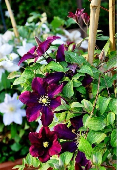 铁线莲-华沙女神