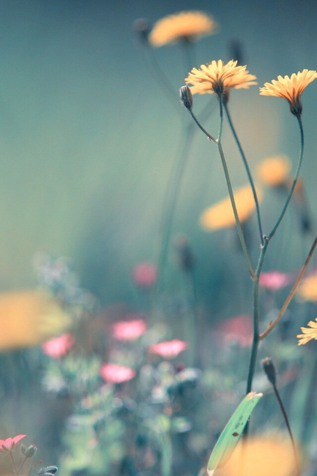 Dandelion Flowers iPhone Wallpaper