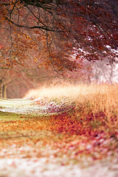 Beech Autumn Trees iPhone Wallpaper