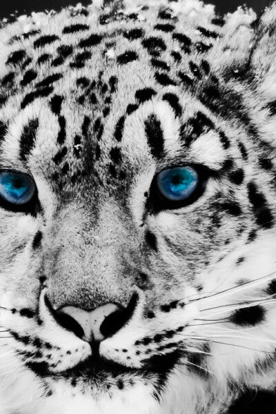 Snow Leopard iPhone Wallpaper