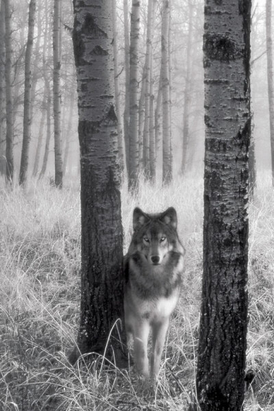 Wolf in the woods iPhone Wallpaper