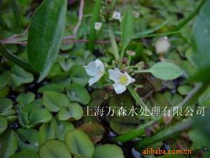  泽泻 多年生沼生或水生草本植物,株高60～90厘米。茎秆直立,地下块茎球形,外皮褐色,密生多数须根。叶基生,卵状椭园形,全缘。花茎由叶丛中抽出。花小,白色,伞状排列。总花梗5～7个轮生,伞形花序再聚生呈大型的轮生状…