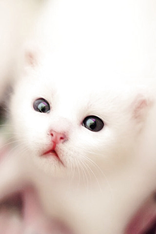 White Kitten iPhone Wallpaper