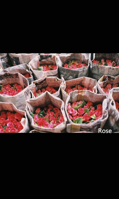 rose…