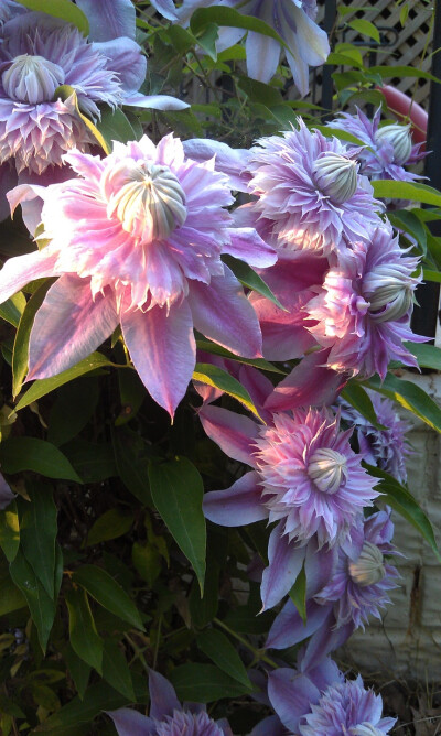 Clematis Josephine