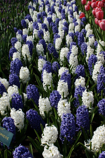 Hyacinth ‘Carnegie’ & ‘Blue Jacket’