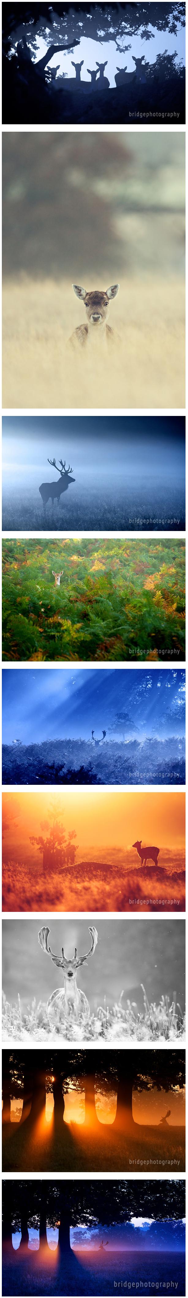 Mark Bridger 鹿 http://t.cn/zHv5BVM