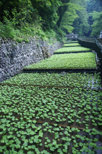 Wasabi Farm, Mount Amagi , Izu Peninsula in Shizuoka, Japan