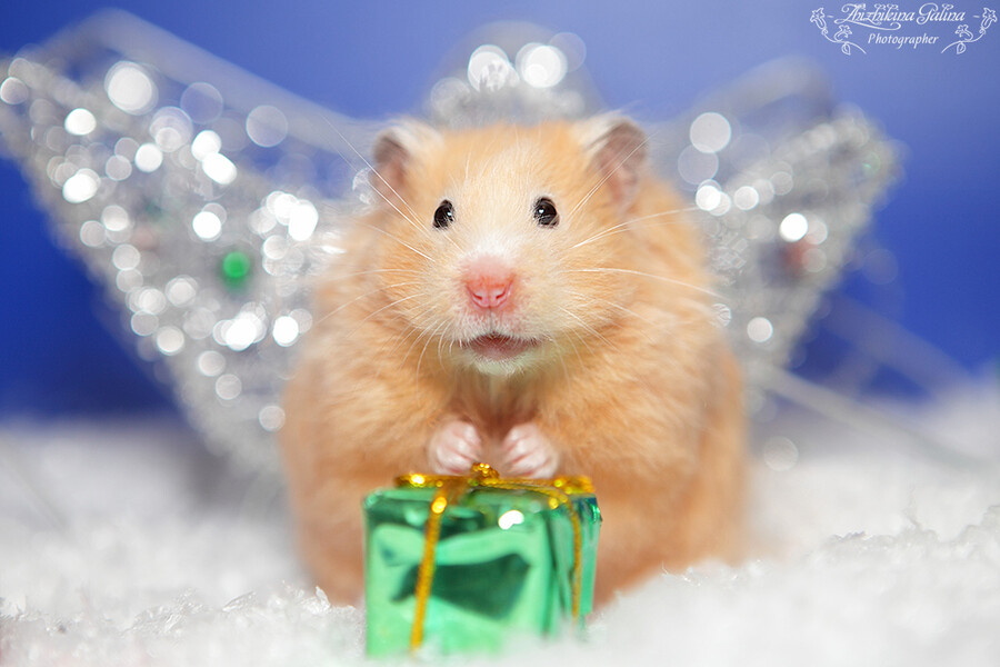 Photograph Merry christmas and hamster by Galina Zhizhikina