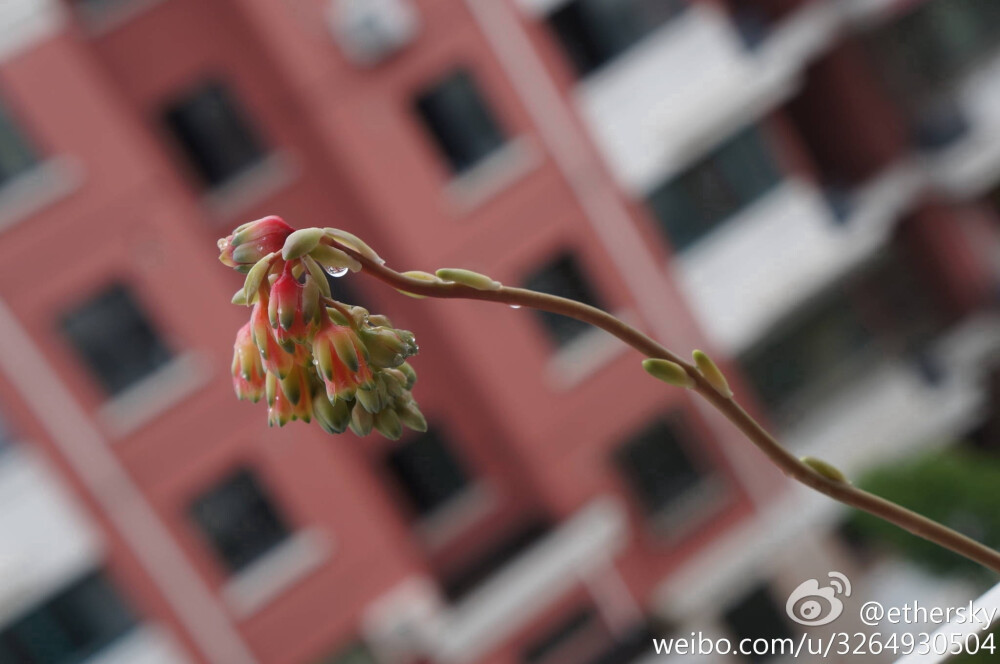 千代田之松的花